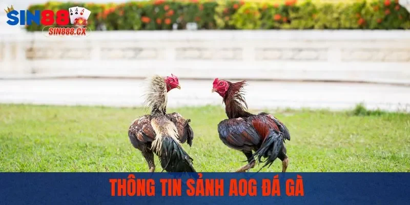 AOG Đá Gà - Đấu Trường Chọi Kê Kịch Tính Bậc Nhất 2025 1 Thông tin sảnh AOG đá gà
